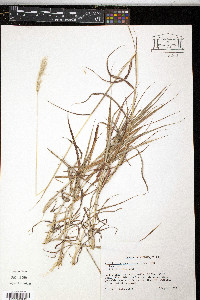 Bothriochloa saccharoides image
