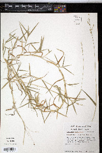 Urochloa ciliatissima image