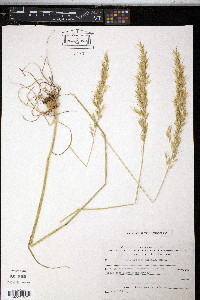 Arrhenatherum kotschyi image