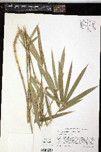 Arundinaria gigantea image