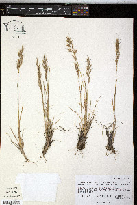 Avenula hookeri image