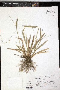 Axonopus compressus image