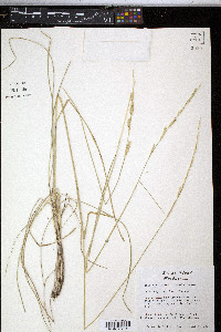 Eriochloa sericea image