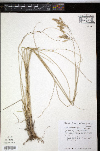 Festuca thurberi image