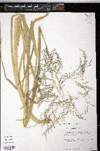 Glyceria grandis image