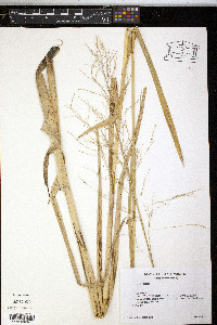 Glyceria grandis image