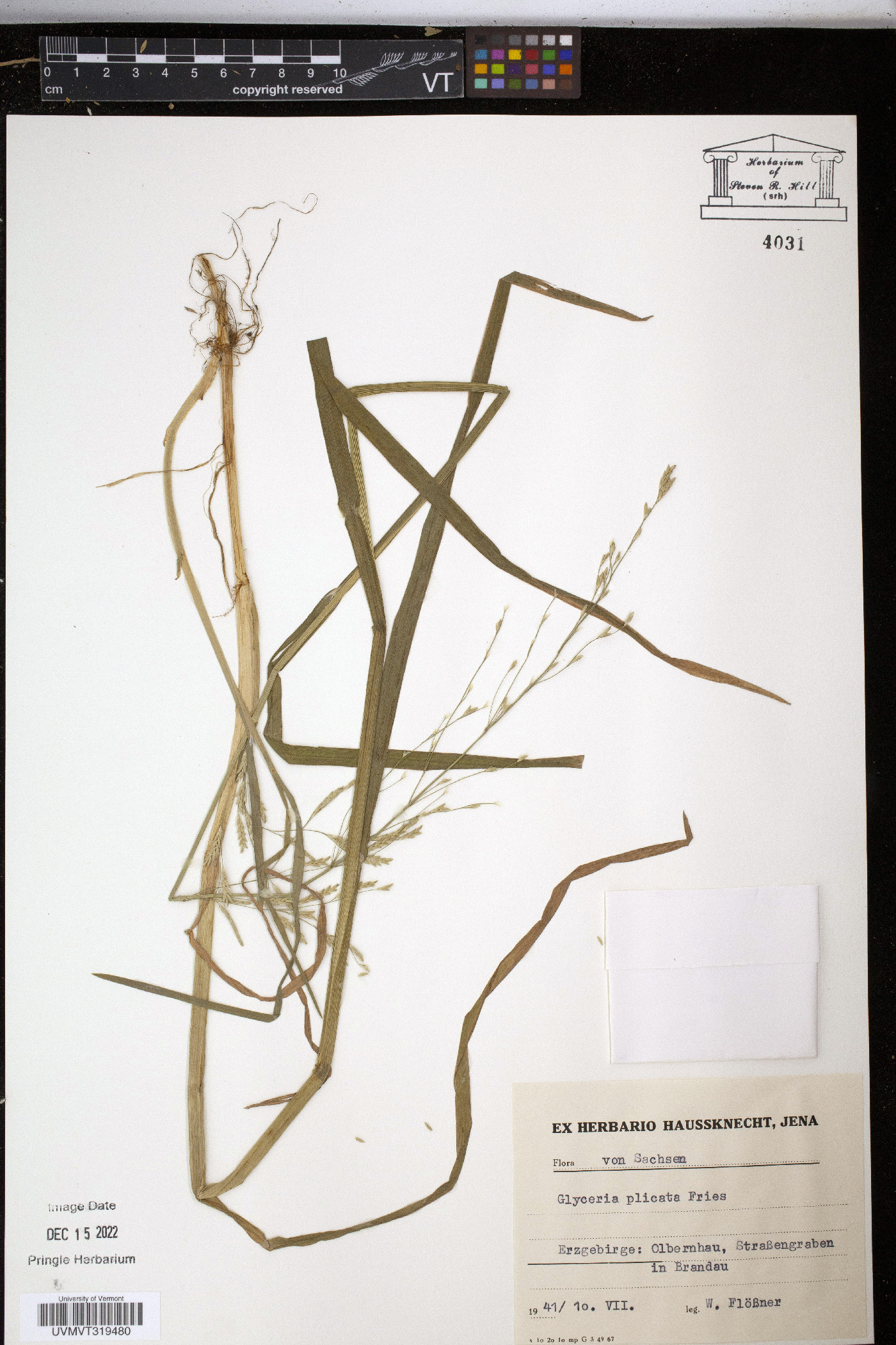 Glyceria notata image