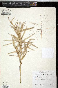 Gymnopogon ambiguus image