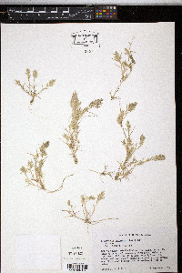 Eragrostis hypnoides image