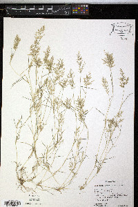 Eragrostis hypnoides image