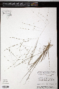 Eragrostis refracta image