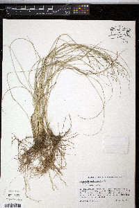 Eragrostis pectinacea var. miserrima image