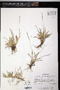 Eremochloa ophiuroides image