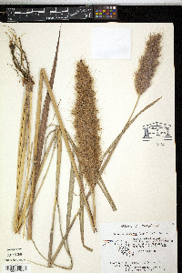 Saccharum giganteum image