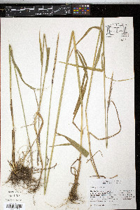 Elymus glaucus image