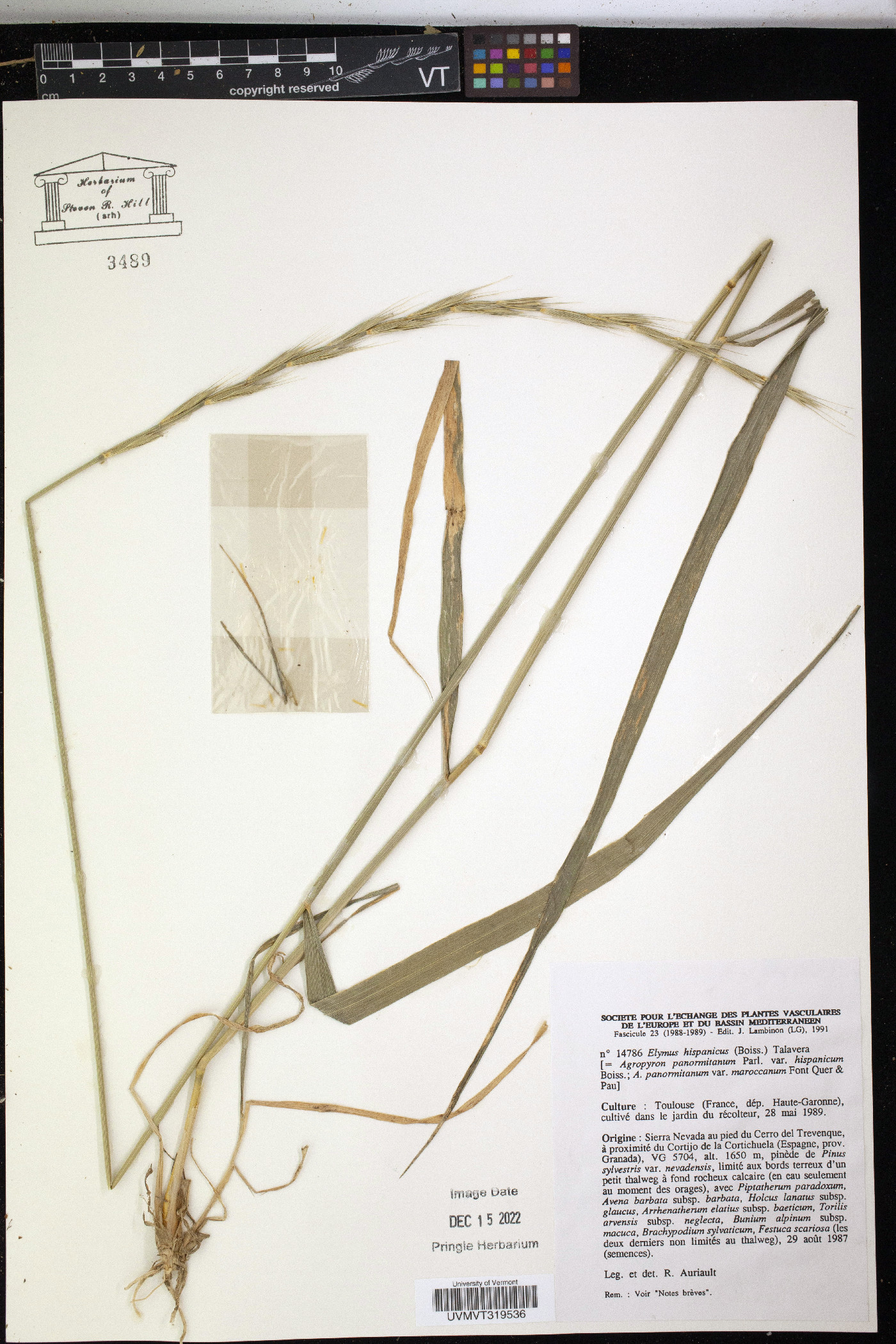 Elymus hispanicus image