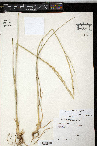 Thinopyrum intermedium image