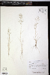 Eragrostis barrelieri image