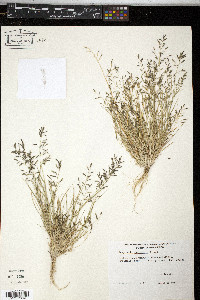 Eragrostis barrelieri image