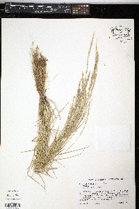 Eragrostis ciliaris image