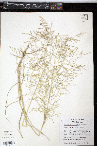 Eragrostis curtipedicellata image