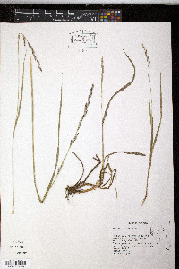 Melica bulbosa image