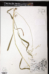 Milium effusum image