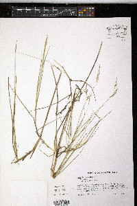 Leersia hexandra image