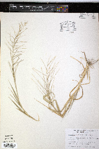 Leptochloa panicea image