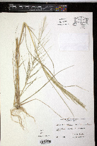 Diplachne fusca image