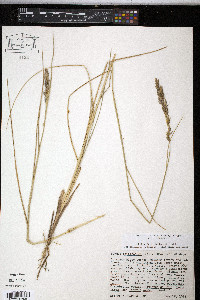 Leymus triticoides image