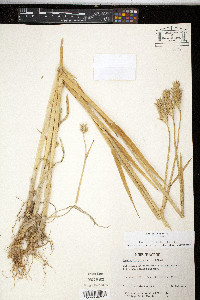 Hordeum vulgare image