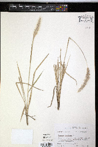 Imperata brasiliensis image