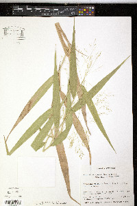 Isachne disperma image