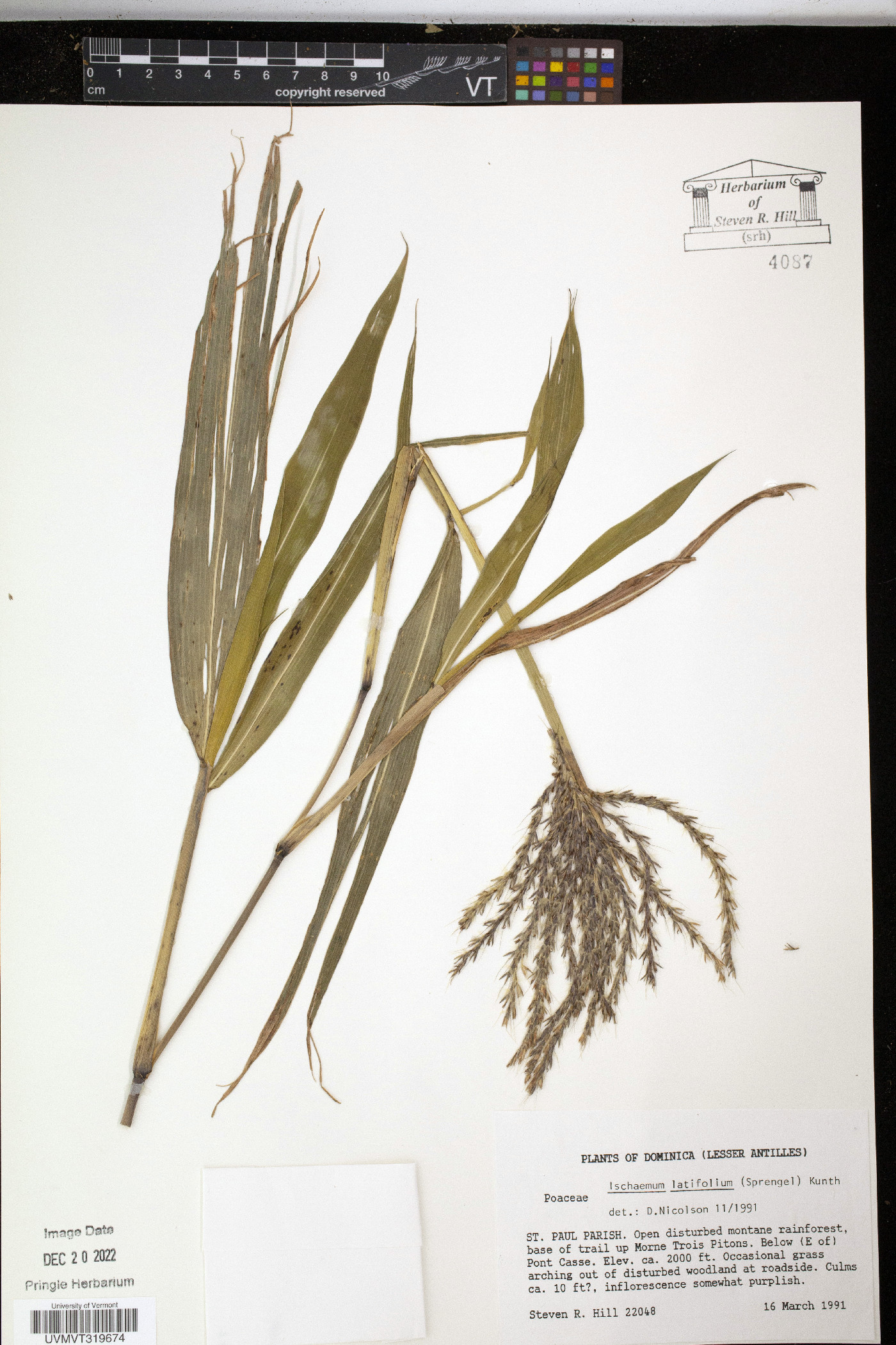 Ischaemum latifolium image