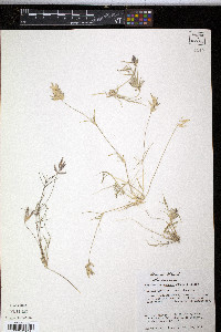 Eragrostis reptans image