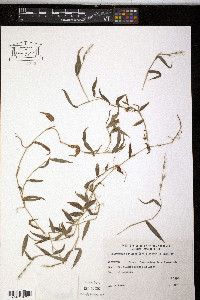 Oplismenus setarius image