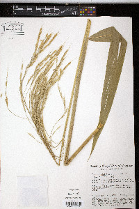 Oryza latifolia image