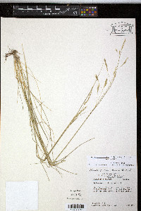 Piptatheropsis micrantha image