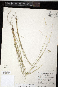 Piptatheropsis micrantha image