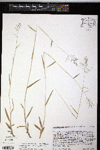 Panicum dichotomum image