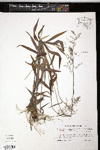Panicum dichotomum var. nitidum image