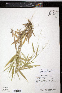 Panicum laxiflorum image
