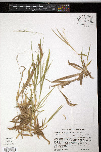 Panicum laxiflorum image