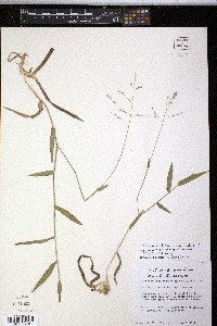 Panicum nodatum image