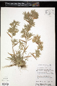 Dichanthelium acuminatum subsp. acuminatum image