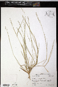 Kellochloa brachyantha image