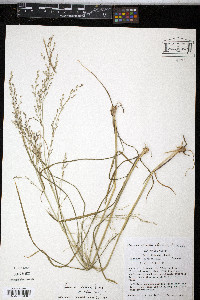 Panicum bulbosum image