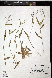 Panicum commutatum image
