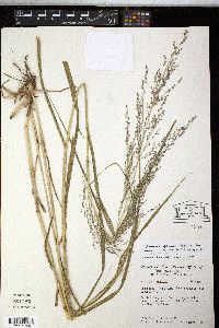 Zuloagaea bulbosa image